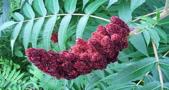 نحوه مصرف سماق برای فشار خون ؛ نحوه صحیح استفاده از سماق برای تنظیم فشار خون