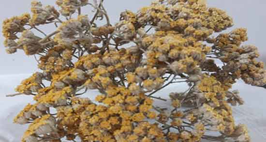 نشستن در جوشانده بومادران برای عفونت ؛ روش استفاده از بومادران برای درمان عفونت