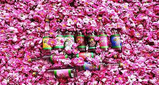 نظرابن سینا در مورد گلاب ؛ آشنایی با خاصیت درمانی گلاب از دیدگاه ابن سینا