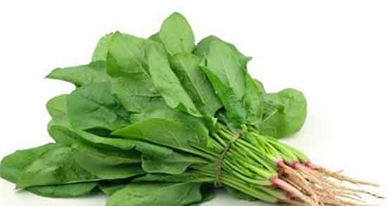 نگهداری اسفناج در فریزر نی نی سایت ؛ نحوه نگهداری از اسفناج در فریزر