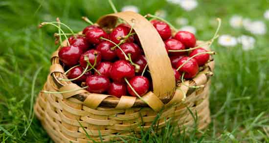 هسته آلبالو برای گوش درد ؛ روش استفاده از هسته آلبالو برای درمان گوش درد