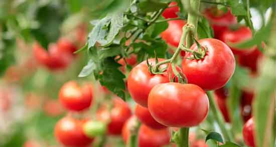 ویار گوجه و جنسیت جنین نی نی سایت ؛ خوردن گوجه در بارداری برای تعیین جنسیت جنین