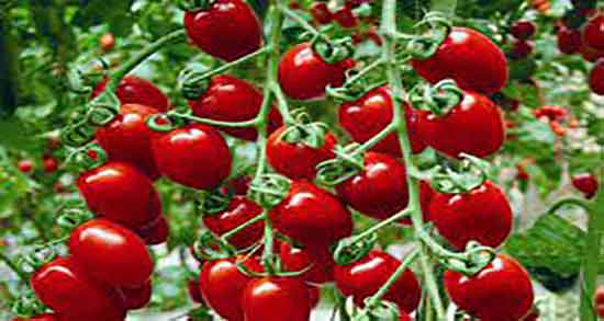 پرورش گوجه گیلاسی چگونه پروش گوجه گیلاسی سیاه راه اندازی کنیم