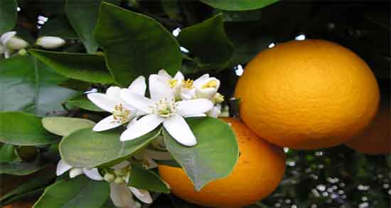 پوست نارنج سرماخوردگی ؛ جلوگیری از عفونت ریه با مصرف پوست نارنج پوست نارنج سرماخوردگی ؛ جلوگیری از عفونت ریه با مصرف پوست نارنج