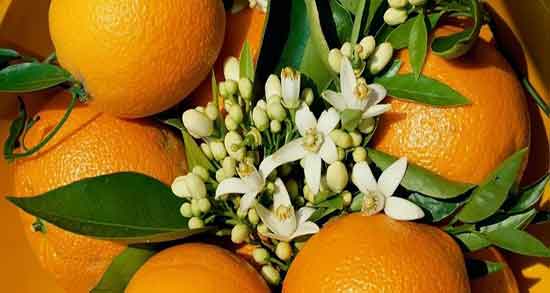 پوست نارنج معده ؛ تاثیر جوشانده پوست نارنج برای درمان زخم معده
