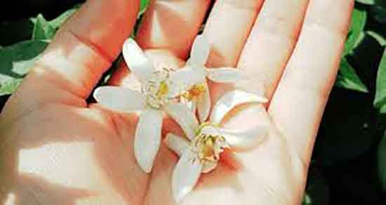 پوست نارنج و لاغری ؛ ایا پوست نارنج برای چربی سوزی مفید است
