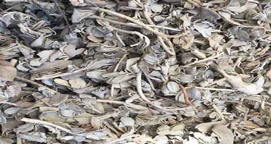 پولک در رحم ایا استفاده از پولک برای درمان عفونت رحم زنان مفید است