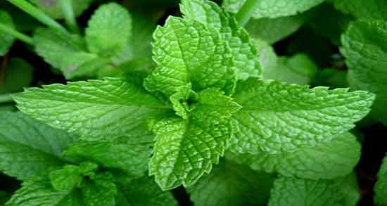 پونه برای لاغری شکم و پهلو خواص مصرف پونه برای چربی سوزی سریع