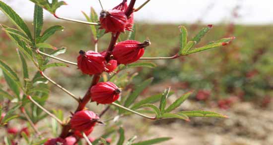 چای ترش برای قطع پریود ؛ تاثیر خوردن چای ترش برای قطع شدن پریودی
