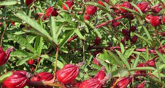 چای ترش برای چه بیماری خوبه ؛ ایا چای ترش برای سرماخوردگی مفیده