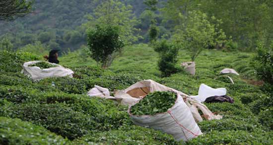 چای سبز و ریزش مو نی نی سایت ؛ خاصیت خوردن چای سبز برای درمان ریزش مو