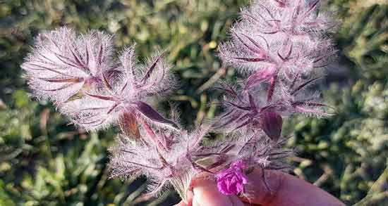 چای کوهی برای باردار شدن نی نی سایت ؛ خاصیت مصرف چای کوهی برای باردار شدن