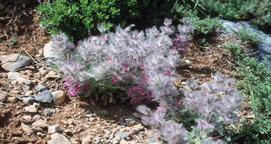 چای کوهی برای پسردار شدن نی نی سایت و تاثیر مصرف چای کوهی برای پسردار شدن چای کوهی برای پسردار شدن نی نی سایت ؛ تاثیر مصرف چای کوهی برای پسردار شدن