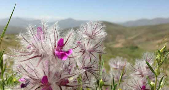 چای کوهی و دیابت ؛ فواید مصرف چای کوهی برای افراد دیابتی