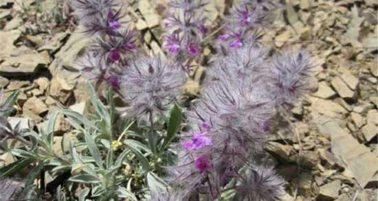 چای کوهی و کم کاری تیروئید ؛ خاصیت خوردن چای کوهی برای درمان کم کاری تیروئید