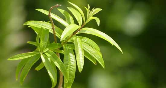 چه کسانی نباید دمنوش به لیمو بخورند و برای چه افرادی مصرف دمنوش به لیمو مضر است؟ چه کسانی نباید دمنوش به لیمو بخورند ؛ برای چه افرادی مصرف دمنوش به لیمو مضر است؟