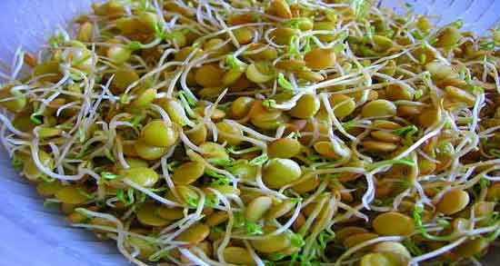 چگونه جوانه عدس درست کنیم ؛ آموزش درست کردن جوانه عدس