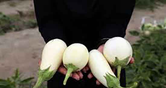 کاربرد بادمجان سفید ؛ بادمجان سفید چه خاصیتی برای بدن انسان دارد