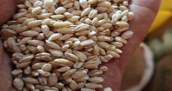 کالری جو دوسر با پوست ؛ بررسی میزان کالری جو دوسر با پوست