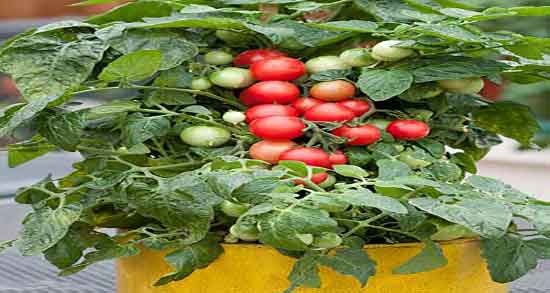 کالری گوجه گیلاسی میزان کالری چند عدد گوجه گیلاسی برای بدن چقدره