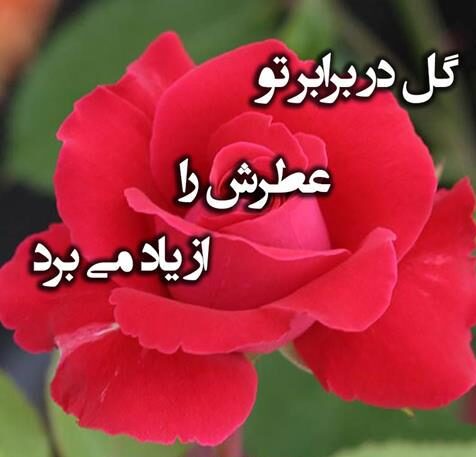 کپشن در وصف گل با جملات کوتاه زیبا برای پست