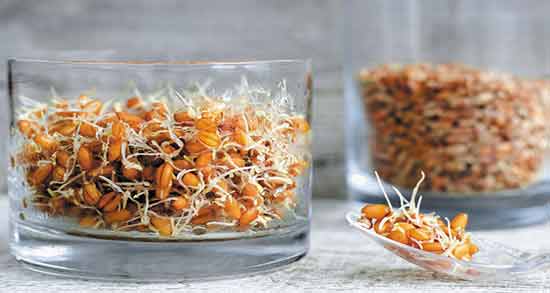 کیا با جوانه گندم باردار شدن ؛ تاثیر مصرف جوانه گندم برای بارداری