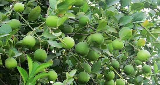 گرفتن تلخی آبلیمو با نخود نی نی سایت ؛ کاربرد نخود برای رفع تلخی ابلیمو