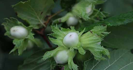 گل فندق برای لاغری و افزایش چربی سوزی در بدن با مصرف گل فندق گل فندق برای لاغری ؛ افزایش چربی سوزی در بدن با مصرف گل فندق