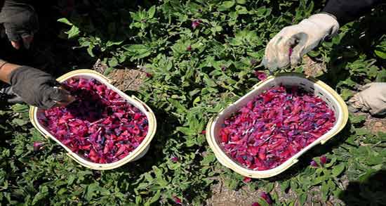 گل فندق و گل گاوزبان ؛ بررسی فواید مصرف ترکیب گل فندق و گل گاوزبان