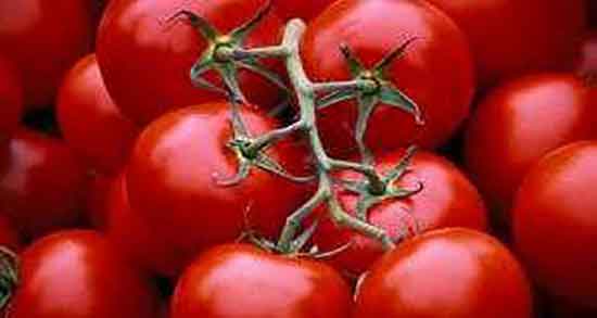 گوجه برای عروس هلندی ایا گوجه برای عروس هلندی مضر است