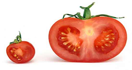 گوجه برای لاغری شکم خاصیت مصرف گوجه خام برای لاغری شکم و پهلو