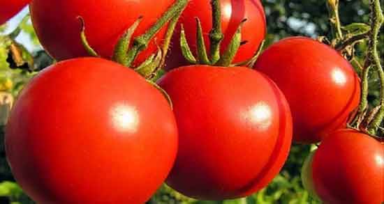گوجه برای یبوست ؛ خاصیت خوردن گوجه برای درمان یبوست