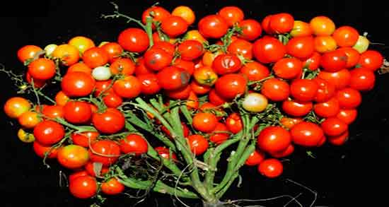 گوجه در بارداری ضرر دارد ایا مصرف گوجه برای جنین زنان باردار مضر است