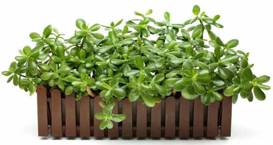 گیاه خرفه در روایات و بررسی خواص شگفت انگیز گیاه خرفه در روایات و احادیث گیاه خرفه در روایات ؛ بررسی خواص شگفت انگیز گیاه خرفه در روایات و احادیث