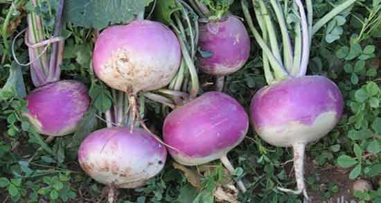 آب تربچه برای سنگ کلیه ؛ ایا اب تربچه برای درمان سنگ کلیه مفید است