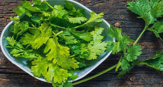 آب گشنیز برای زردی نوزاد ؛ فواید استفاده از آب گشنیز برای درمان زردی نوزاد