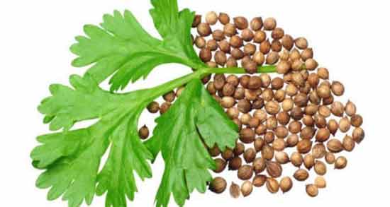 آب گشنیز برای موخوره ؛ تاثیر استفاده از آب گشنیز برای درمان موخوره