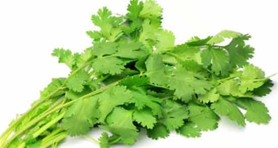 آب گشنیز برای کلیه ؛ خاصیت مصرف آب گشنیز برای پاکسازی کلیه