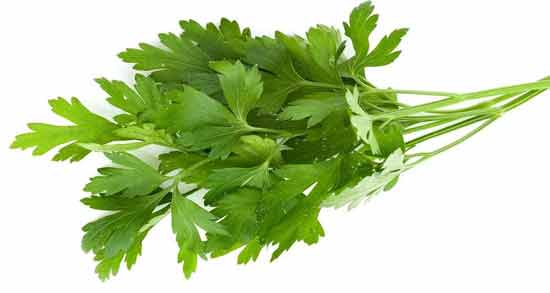 آب گشنیز و جعفری ؛ درمان بیماری ها با خوردن آب گشنیز و جعفری