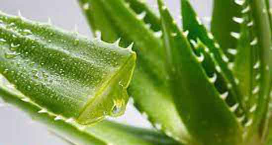 آلوئه ورا برای سوختگی ؛ تاثیر استفاده از آلوئه ورا برای درمان سوختگی
