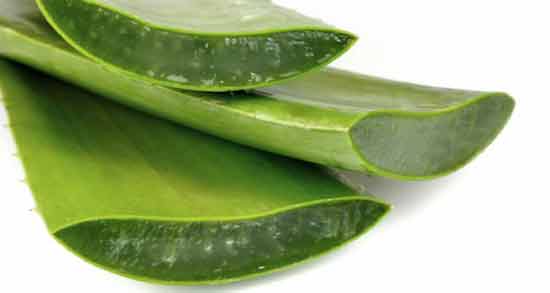 آلوئه ورا در طب سنتی و خواص و مضرات آلوئه ورا از نظر طب سنتی آلوئه ورا در طب سنتی ؛ خواص و مضرات آلوئه ورا از نظر طب سنتی