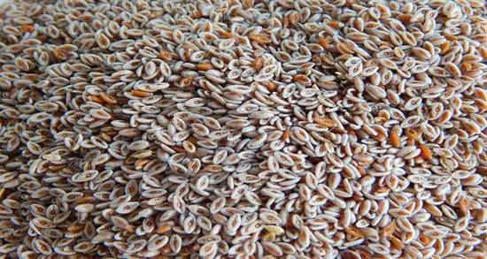 اسفرزه برای لاغری نی نی سایت ؛ کاهش وزن و لاغری با مصرف اسفرزه