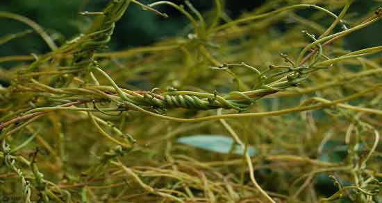 افتیمون رشته ای و بررسی خواص دارویی و درمانی افتیمون رشته ای افتیمون رشته ای ؛ بررسی خواص دارویی و درمانی افتیمون رشته ای
