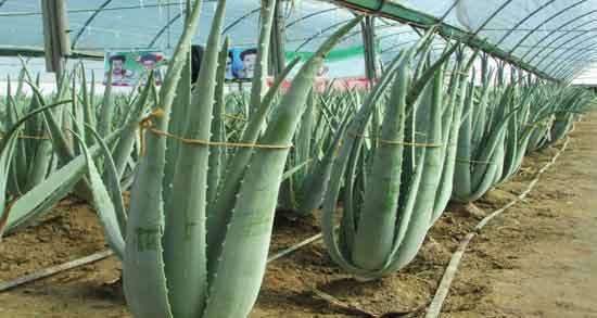 انواع آلوئه ورا و خواص آن ؛ همه چیز درباره انواع مختلف گیاه آلوئه ورا