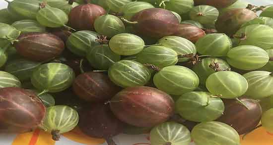 انگور فرنگی برای لاغری ؛ تاثیر خوردن انگور فرنگی برای کاهش وزن