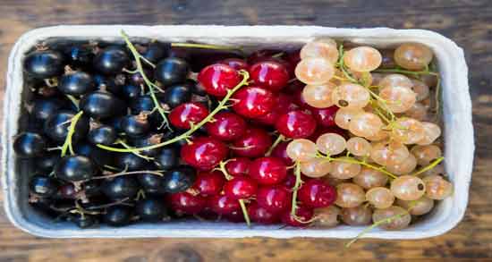 انگور فرنگی چیست ؛ همه چیز درباره انگور فرنگی و خواص آن
