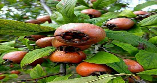 ایا کندس باعث یبوست میشود و ایا مصرف کندس برای یبوست مفید است ایا کندس باعث یبوست میشود ؛ ایا مصرف کندس برای یبوست مفید است