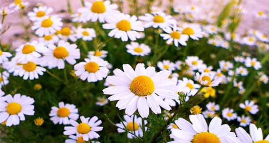 بابونه برای چاقی نی نی سایت ؛ افزایش وزن با مصرف بابونه