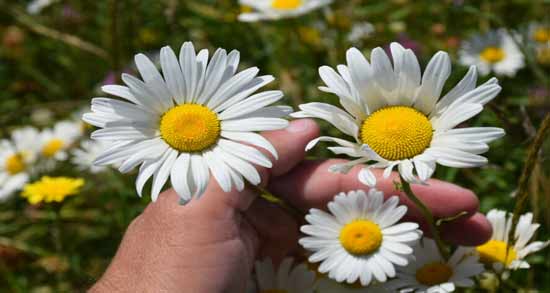 بابونه برای چاقی پایین تنه ؛ فواید مصرف بابونه برای چاق شدن