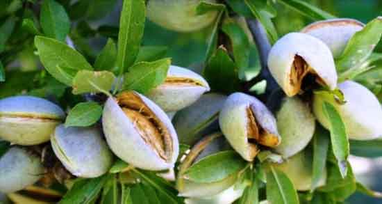 بادام کوهی برای چه خوب است ؛ آشنایی با خواص و کاربردهای بادام کوهی